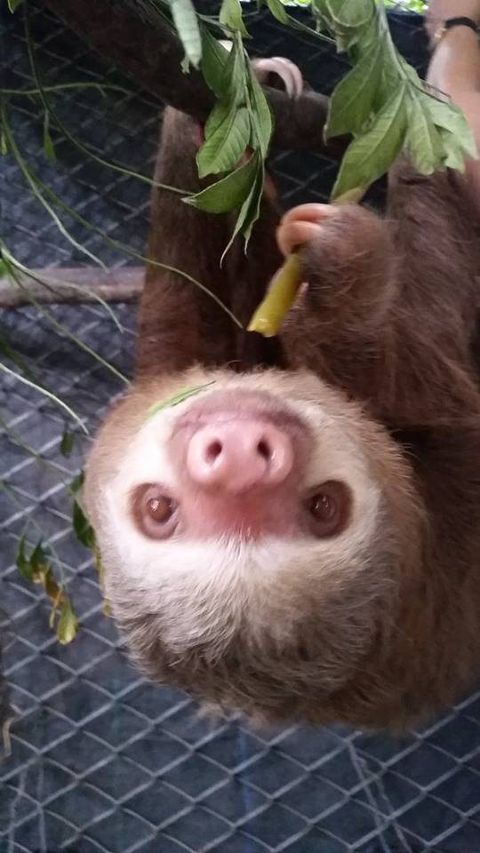 Animal Rescue Centre, Costa Rica