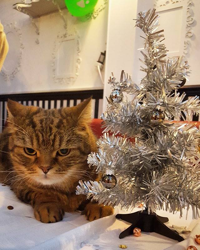 Crafting and Cats: Christmas Special