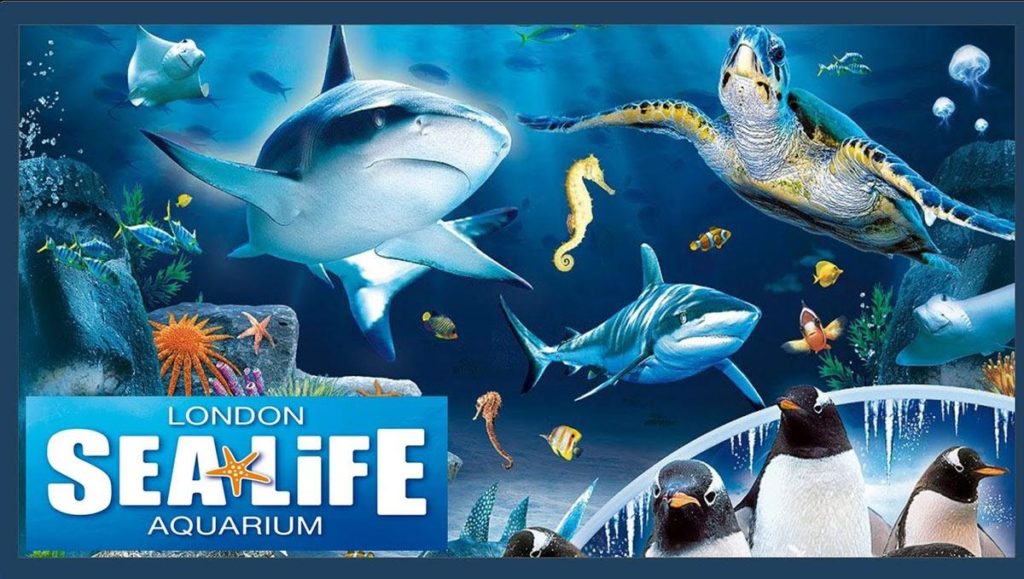 Under the Sea: The London Aquarium